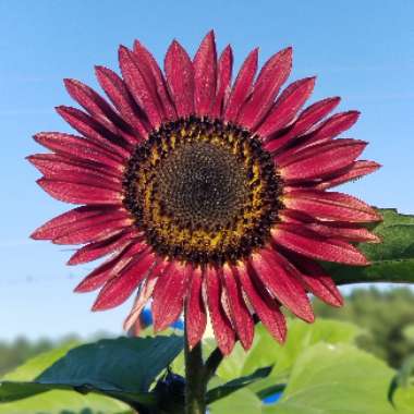 Helianthus annuus 'Evening Sun'