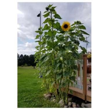 Helianthus annuus 'girasol'