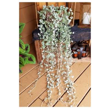 Dichondra argentea 'Silver Falls'