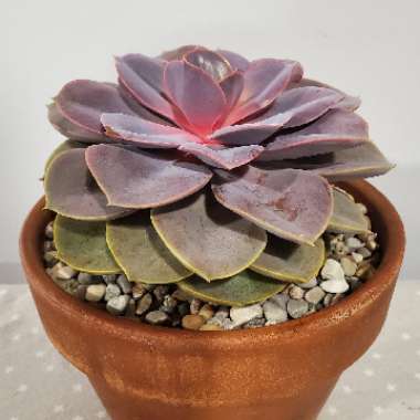 Echeveria Perle Von Nurnberg