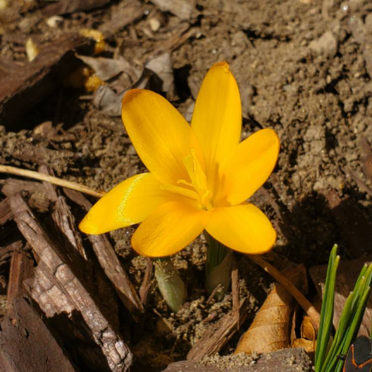 plant image 1243564