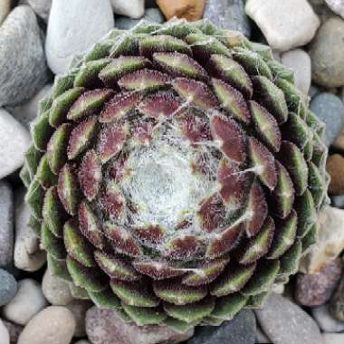 Sempervivum Arachnoideum subsp. Tomentosum