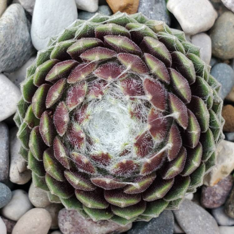 Plant image Sempervivum Arachnoideum subsp. Tomentosum