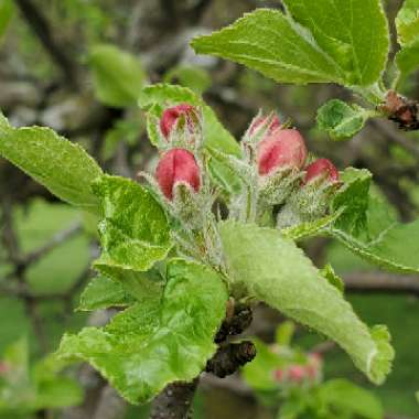 Malus domestica