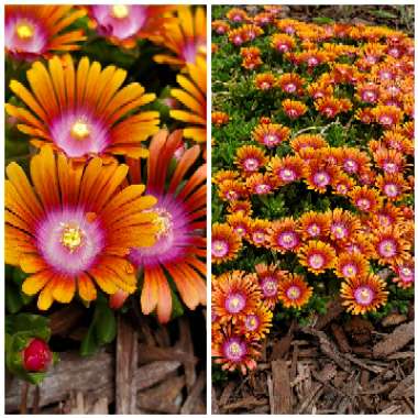 Delosperma 'Fire spinner'