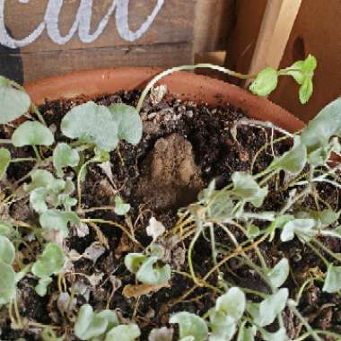 Dichondra argentea 'Silver Falls'