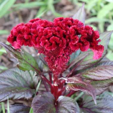 Celosia caracus