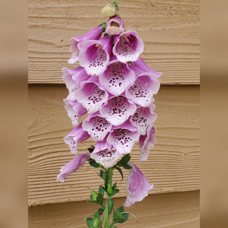 Plant image Digitalis purpurea 'Dalmatian Rose'