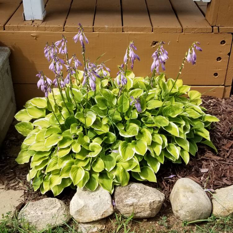 Plant image Hosta 'Carnival'