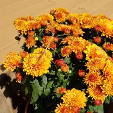 Chrysanthemum morifilium