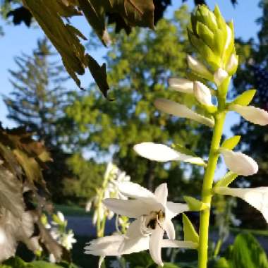 Hosta sieboldiana var. elegans syn. Hosta glauca, Hosta 'Elegans'