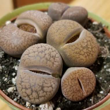 Lithops