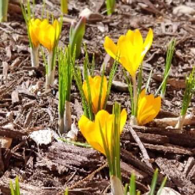 Crocus