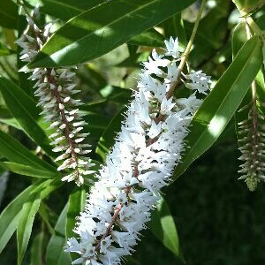 Plant image Hebe 'White Spritzer'