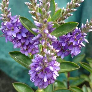 Plant image Hebe 'Purple Pixie'