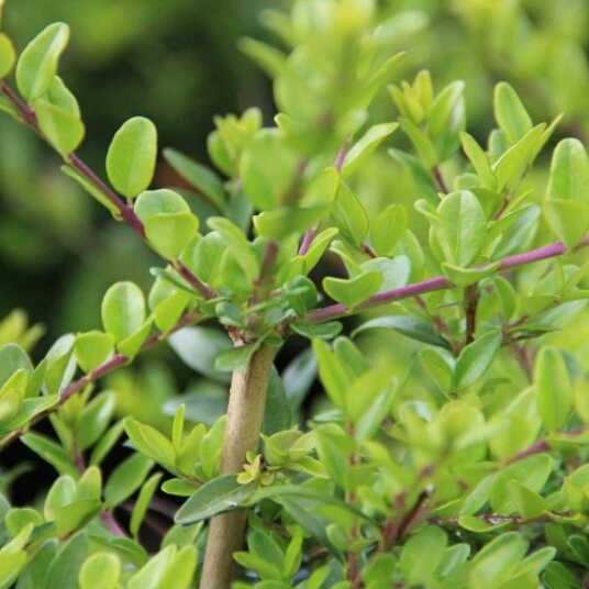 Plant image Lonicera ligustrina var. yunnanensis 'Maigrun' syn. Lonicera ligustrina var. yunnanensis 'Maygreen', Lonicera nitida 'Maigrun', Lonicera nitida 'Maygreen'