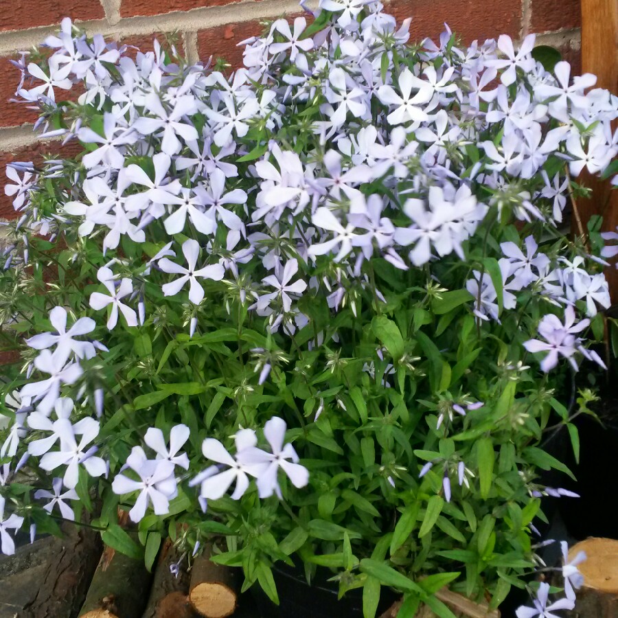 Meadow Phlox 'Clouds of Perfume'