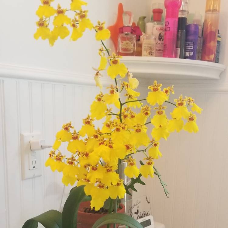 Plant image Oncidium Sphacelatum