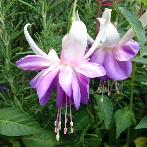 Plant image Fuchsia 'Carmel Blue'