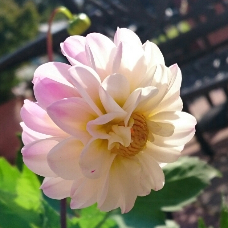 Plant image Dahlia 'Bishop of Leicester'