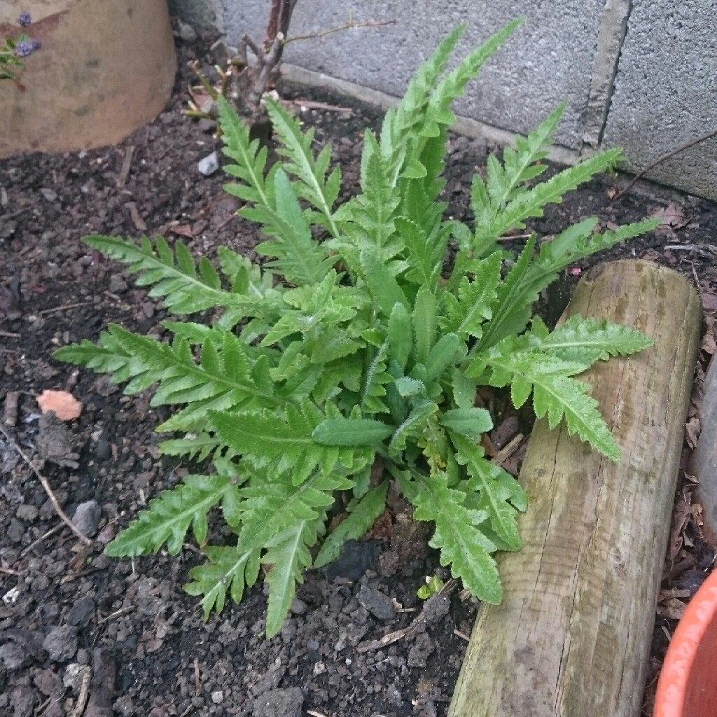 Plant image Papaver orientale 'Fruit Punch' (Mix)