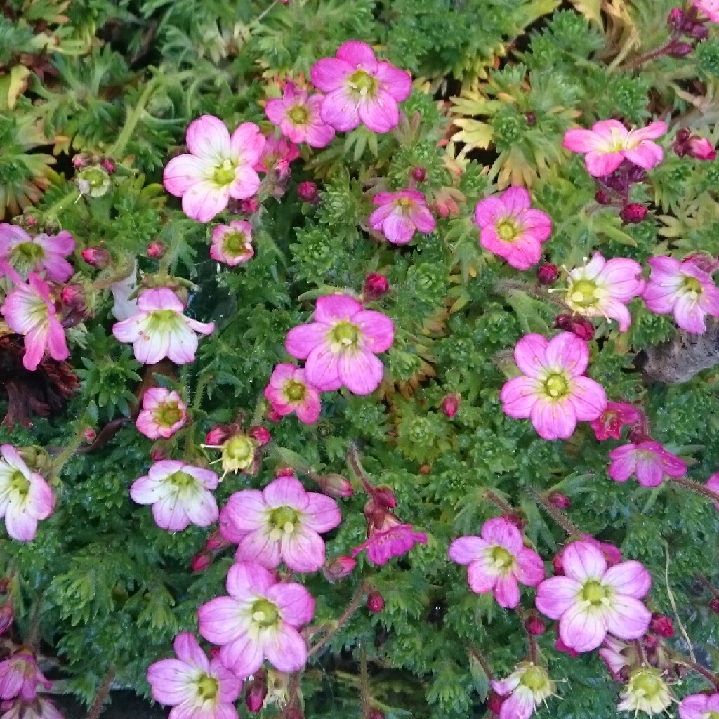 Plant image Saxifraga x arendsii 'Mossy White'