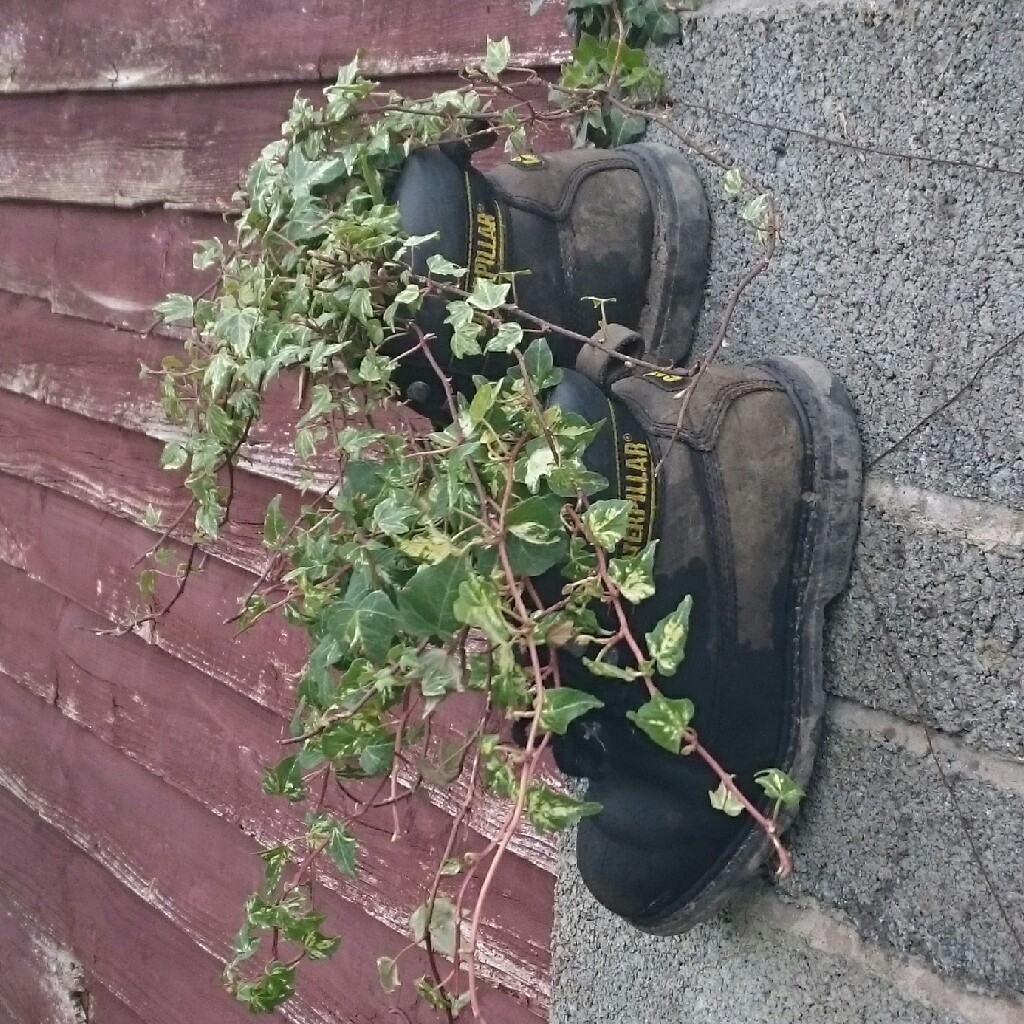 Plant image Hedera helix 'Thorndale'