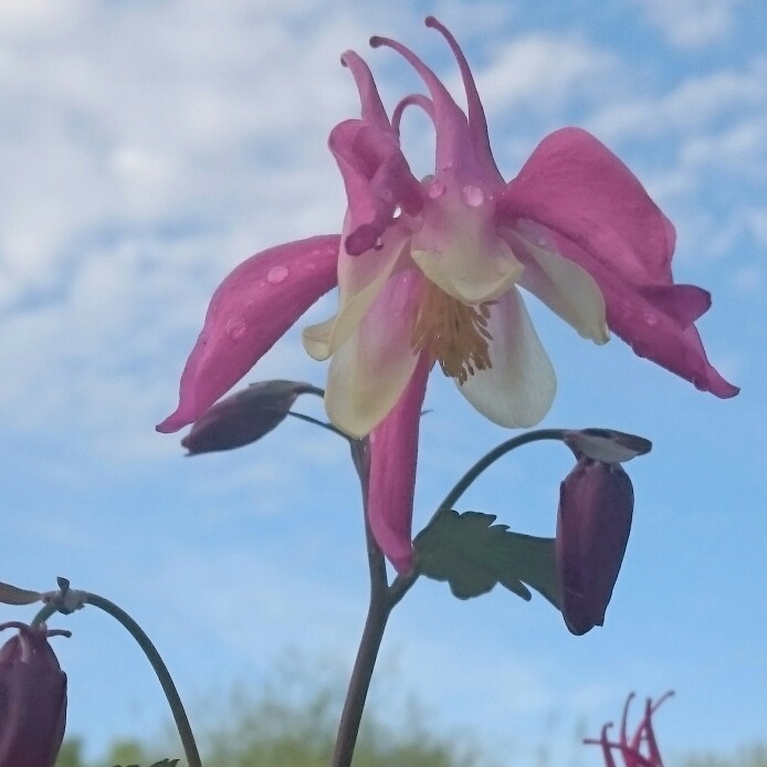 Plant image Aquilegia Caerulea