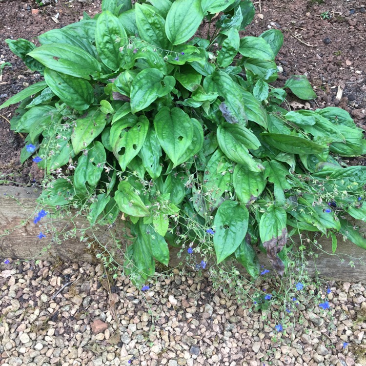 Plant image Brunnera