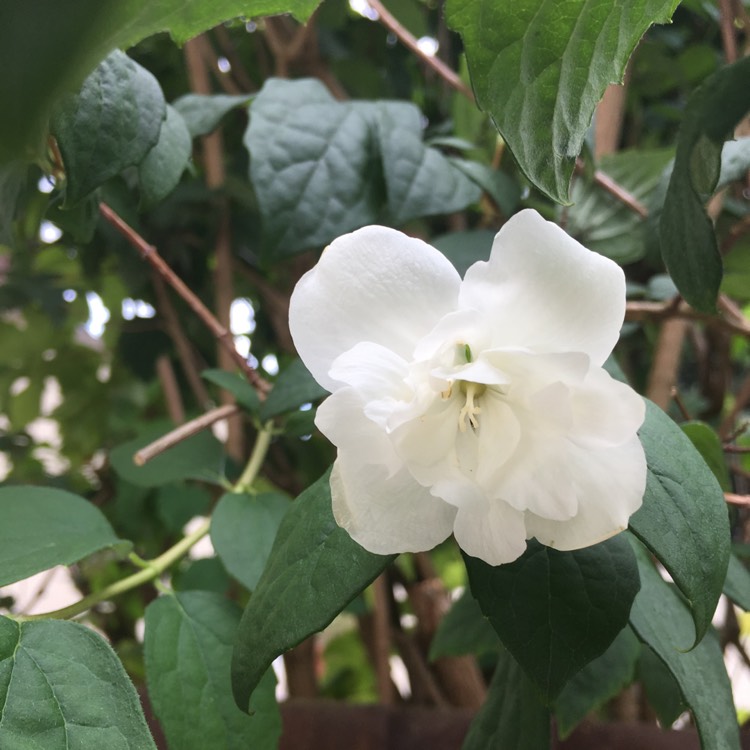 Plant image Philadelphus 'Virginal'