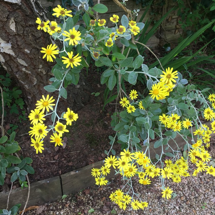 Plant image Senecio brachyglottis 'sunshine'