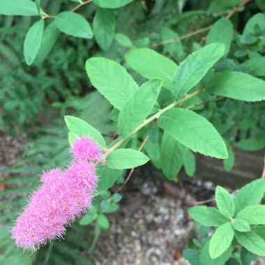 Spiraea douglasii