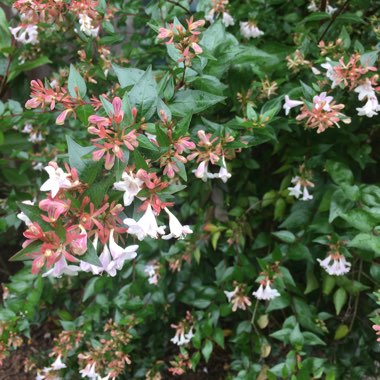 Linnaea  syn. Abelia