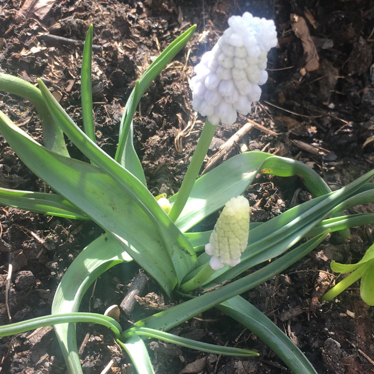 Plant image Muscari armeniacum 'Siberian Tiger'