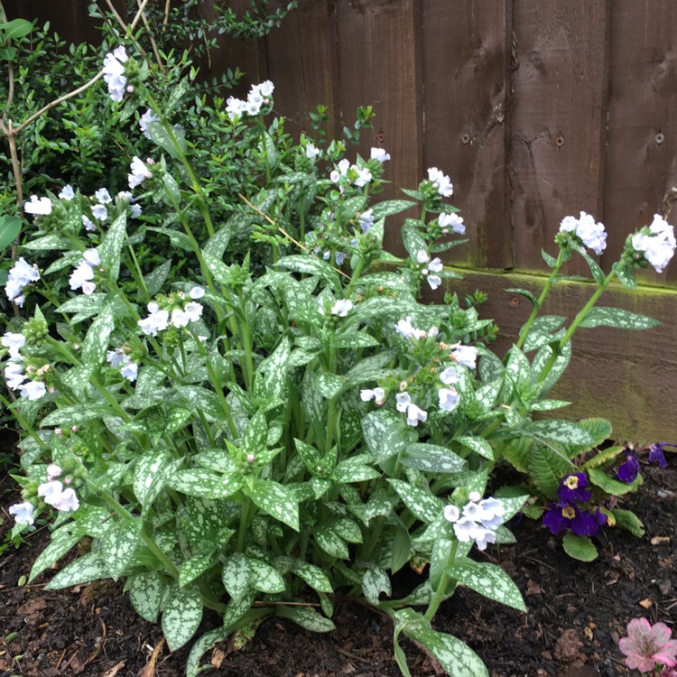 Plant image Pulmonaria 'Opal'