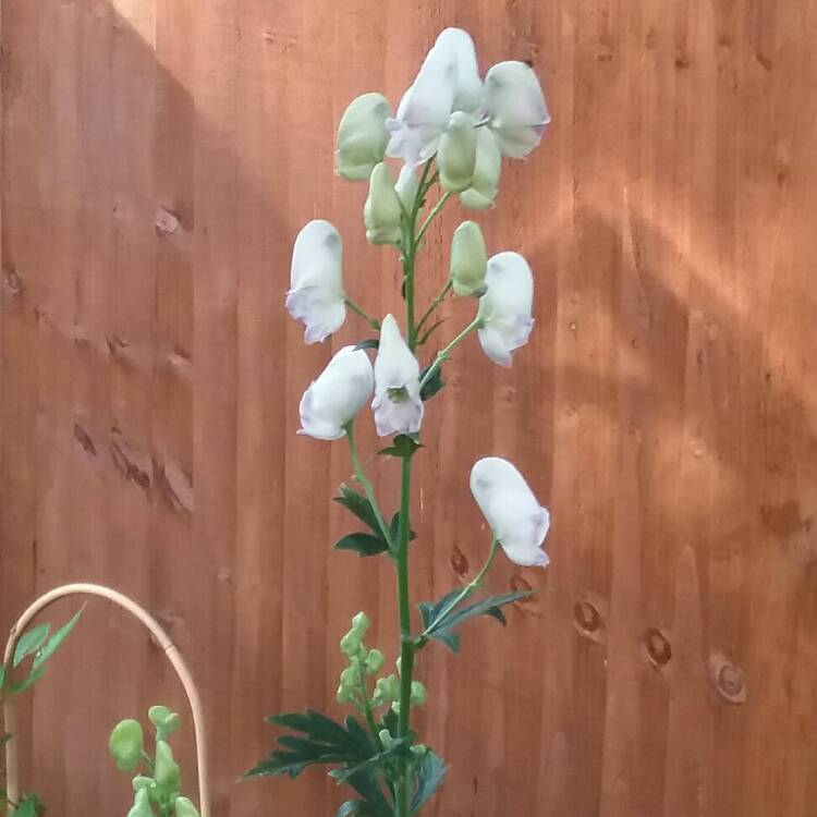 Plant image Aconitum carmichaelii 'Cloudy'