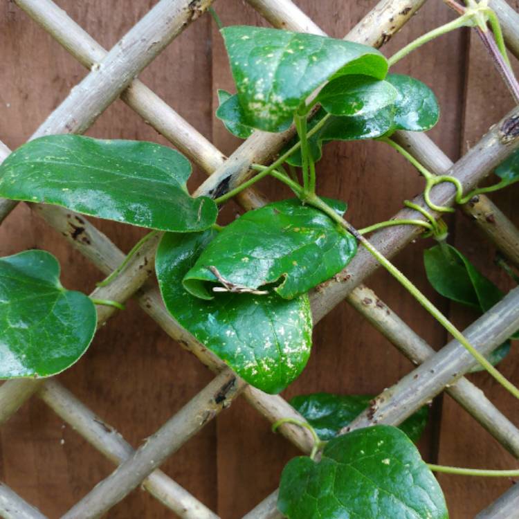 Plant image Clematis jackmanii 'Superba'