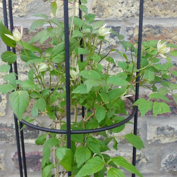 Plant image Clematis montana 'Marjorie'