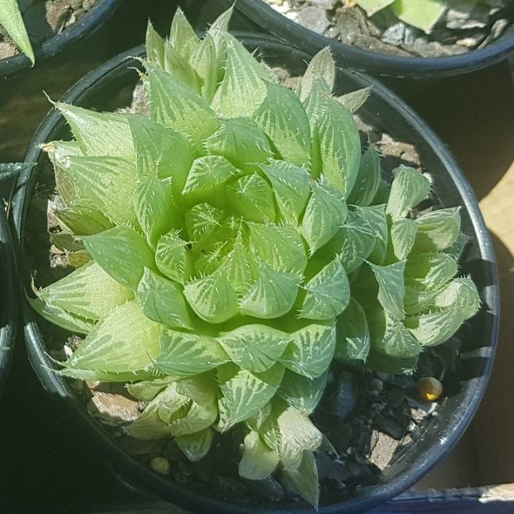 Plant image Haworthia cooperi Var. 'Cooperi'