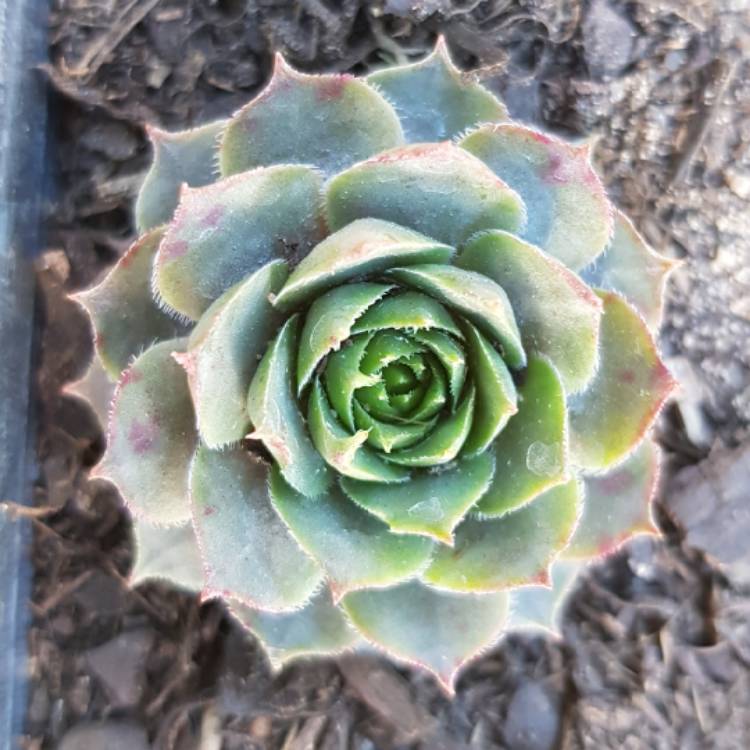 Plant image Sempervivum Blue Boy