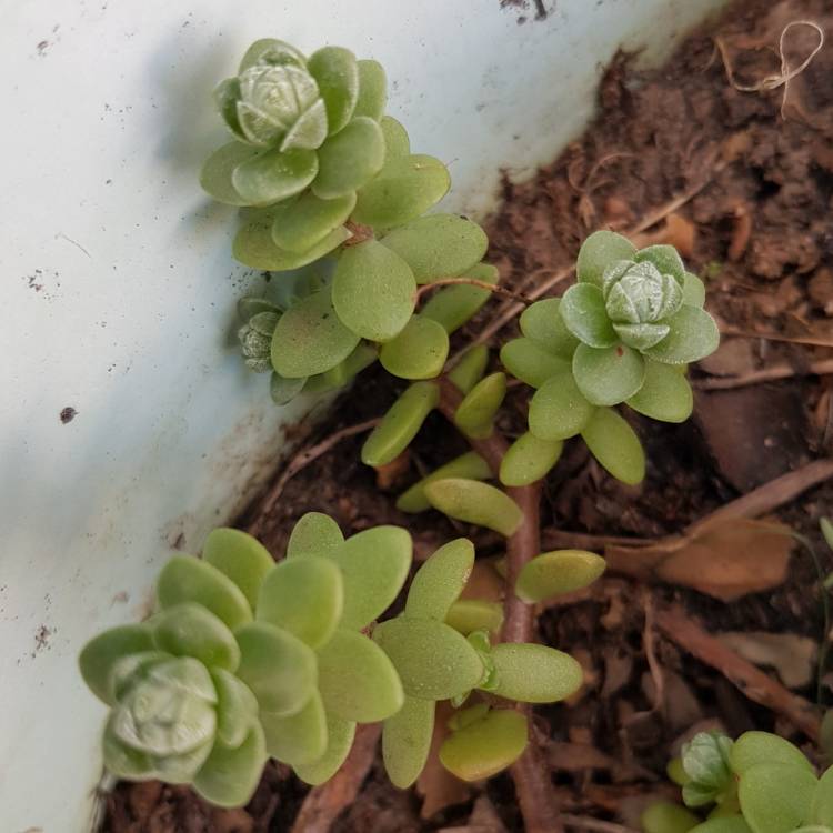 Plant image Sedum Oaxacanum