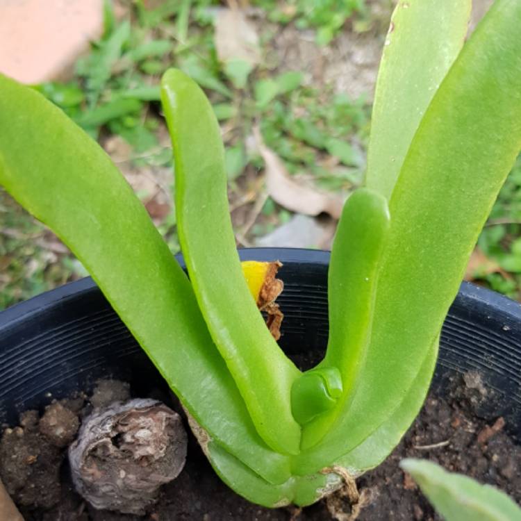 Plant image Glottiphyllum Longum