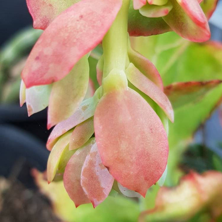 Plant image Echeveria Pallida