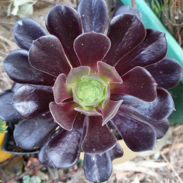 Plant image Aeonium Garnet