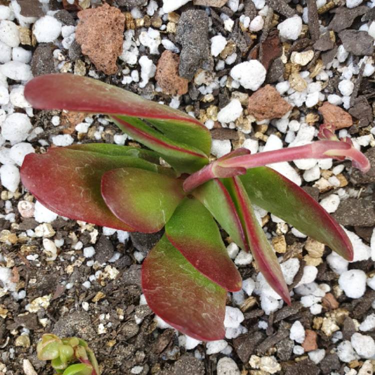 Plant image Crassula nudicaulis var platyphylla 'Burgundy'