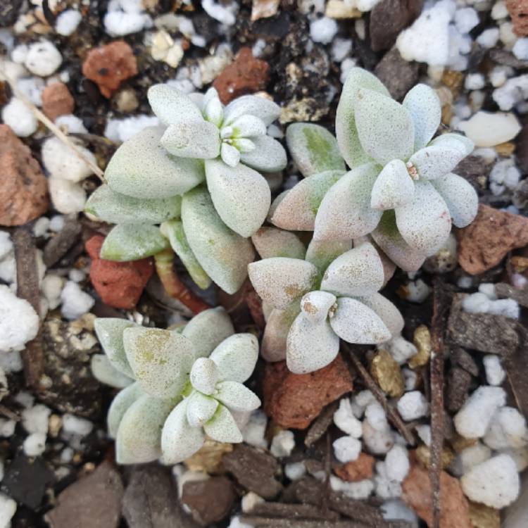 Plant image Crassula Deltoidea