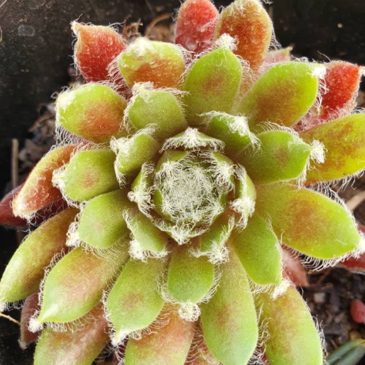 Plant image Sempervivum Arachnoideum Rubin