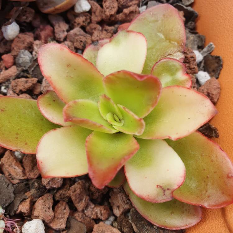 Plant image Echeveria Candy