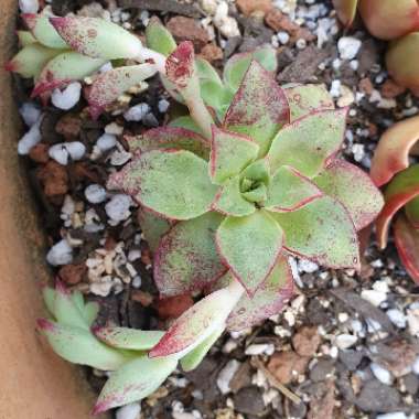 Echeveria Longissima var. Longissima