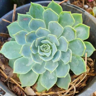 Echeveria Secunda